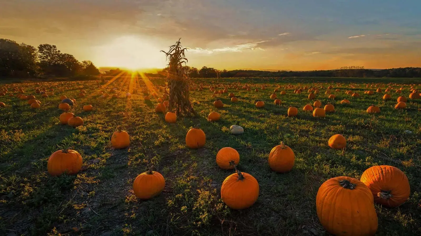 Pumpkin Patch Captions for Instagram